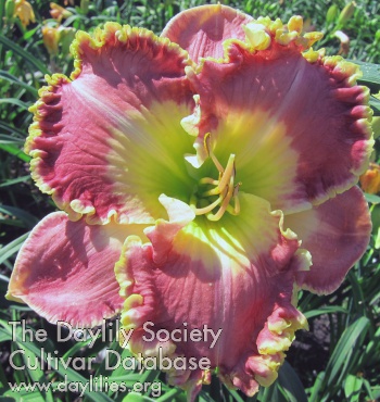Daylily Cyclops in the Garden